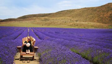 The largest organic lavender farm in the Southern Hemisphere. Alpine Lavender NZ