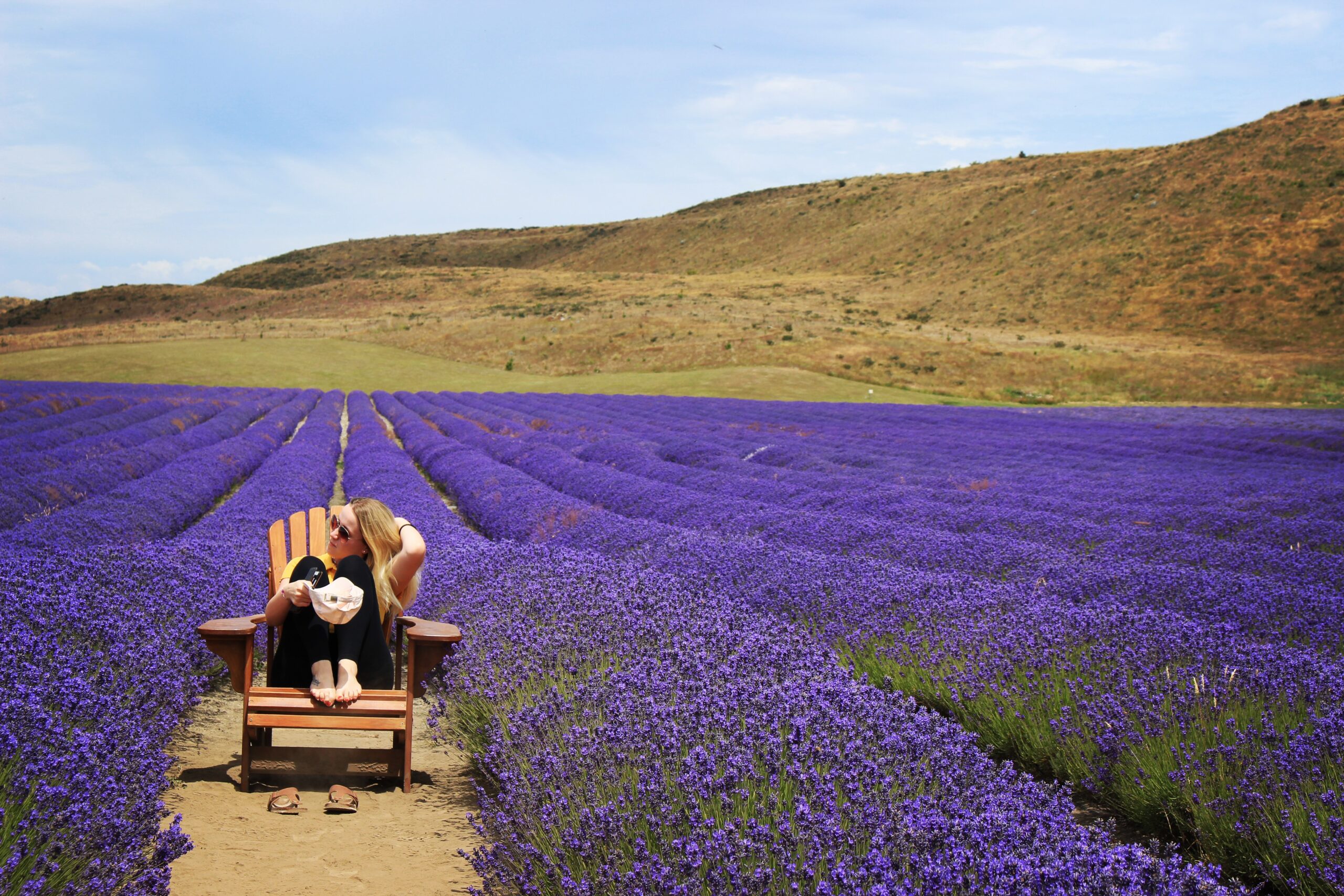 The largest organic lavender farm in the Southern Hemisphere- Alpine Lavender NZ The largest organic lavender farm in the Southern Hemisphere. Alpine Lavender NZ
